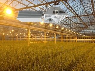155lm/w 160000lm internos crescem as luzes, 1000W HPS crescem luzes