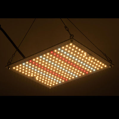 A hidroponia de RikoLite 100W 277vac conduzida cresce a placa 167.3umol/S do quantum das luzes