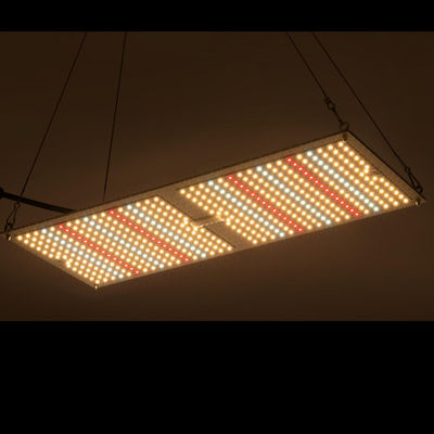 Da placa interna do quantum do cultivo da planta medicinal de Rikolite 200w sistemas crescentes hidropônicos